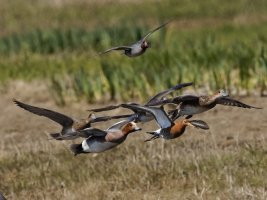 309A0811-DxO_Black_tailed_godwit_wigeon_teal_flying-lssmsm.jpg