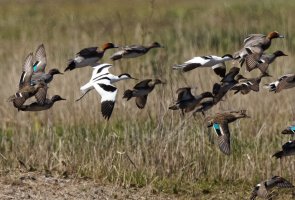 309A0869-DxO_Avocets_wigeon_teal_flying-ls-sharpen-motion.jpg