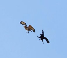 309A0503-DxO_Marsh_Harrier_mobbed_by_crow-ls+0.46-sm_SH.jpg