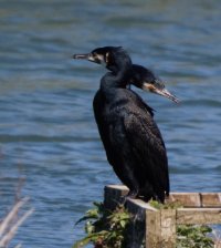 309A1106-DxO_double-headed_cormorant-lssm.jpg