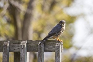 RAW 6189-1 - Copy.JPG