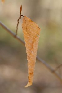 Pine Bog Ice Cream Cone.jpg