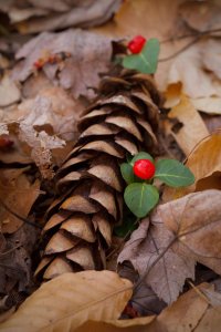 Pine Bog Pine Cone.jpg