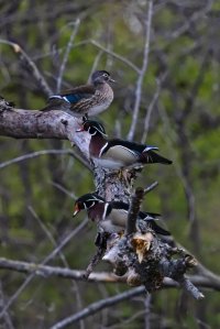 wood ducks 042321 01 Ls.jpg