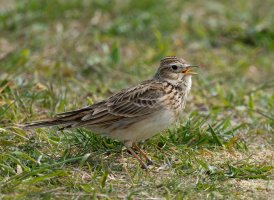 DSC_1355-DxO_skylark.jpg