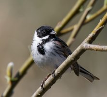 309A1195-DxO_Reed_Bunting_700mm+0.5_10.28m.jpg