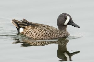Blue-winged Teal (male-spring) 101.jpg