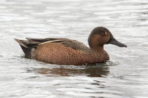 Blue-winged x Cinnamon Teal Hybird (male) 103.jpg
