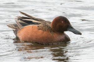 Cinnamon Teal (male-spring) 100.jpg