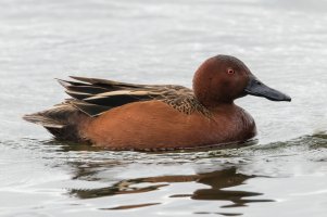 Cinnamon Teal (male-spring) 102.jpg