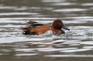 Cinnamon Teal (male-spring) 108.jpg