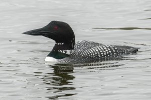 Common Loon (spring) 102.jpg