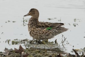 Green-winged Teal (female-spring) 103.jpg