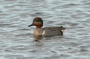 Green-winged Teal (male-spring) 104.jpg