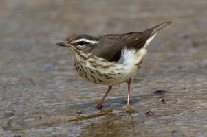 Louisiana Waterthrush 122.jpg