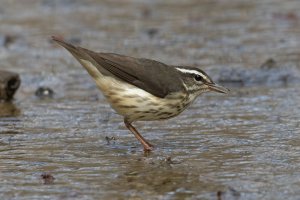 Louisiana Waterthrush 123.jpg