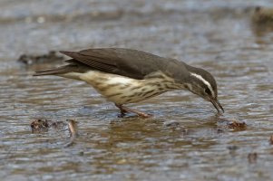 Louisiana Waterthrush 125.jpg