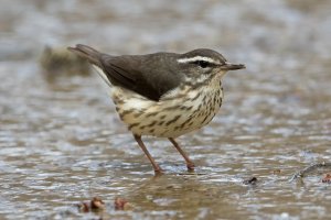 Louisiana Waterthrush 128.jpg