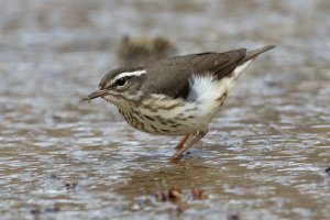 Louisiana Waterthrush 131.jpg