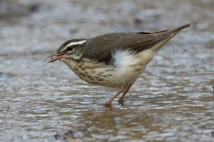 Louisiana Waterthrush 132.jpg