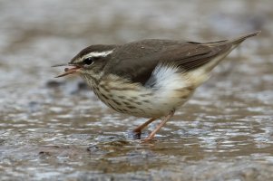Louisiana Waterthrush 133.jpg