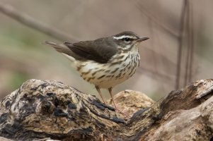 Louisiana Waterthrush 136.jpg