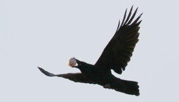 raven_2392.jpg