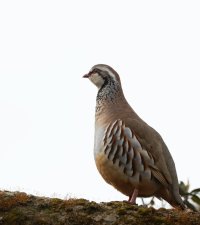 DSC_1422-DxO_red_legged_partridge_5_700mm_small.jpg