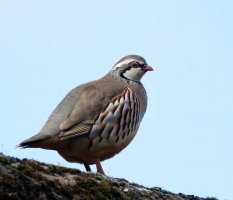 DSC_1449-DxO_red_legged_partridge_3_small.jpg