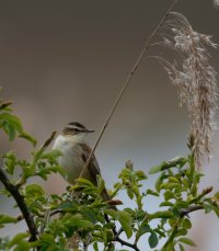 DSC_1533-DxO_Sedge_Warbler_vg.jpg