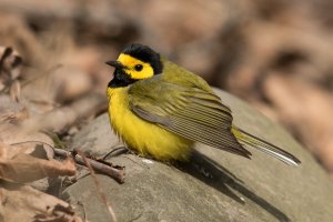 Hooded Warbler (male-spring) 152.jpg
