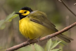 Hooded Warbler (male-spring) 154.jpg