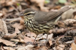 Northern Waterthrush (spring) 133.jpg