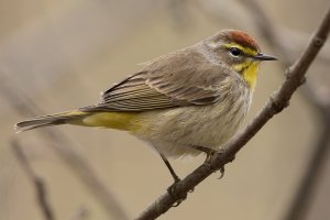 Palm Warbler (western-spring) 143.jpg
