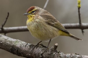 Palm Warbler (western-spring) 144.jpg