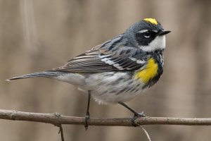 Yellow-rumped Warbler (male-spring) 138.jpg