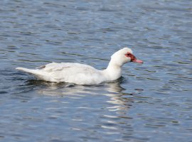 309A2146-DxO_white_muscovy_duck_small.jpg