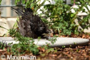 Backbird_bathing_3.JPG