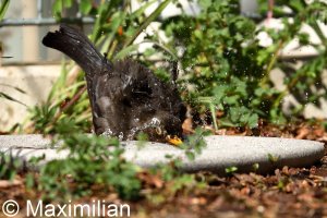 Backbird_bathing_4.JPG