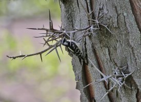 5D3_0842 ps3 fix crop - Copy.jpg