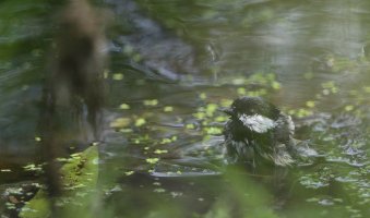 Chickadee bathing_8240.JPG