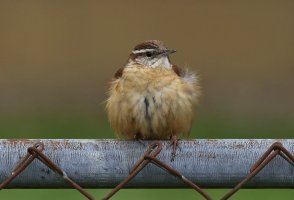 5D3_0520 ps3 straightened more - Copy.jpg