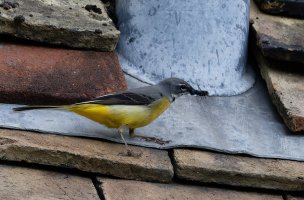 DSC_1652-DxO_Grey_Wagtail+Fly_crop1-1_40x.jpg