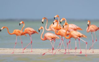Flamingos on Parade.jpg