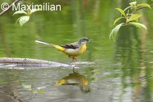 Grey_wagtail_1.JPG