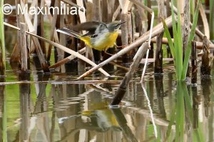 Grey_wagtail_2.JPG