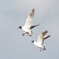 309A3030-DxO_Black_Headed_Gulls_fighting.jpg