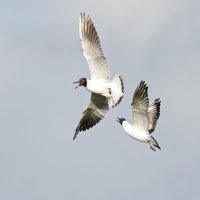 309A3031-DxO_Black_Headed_Gulls_fighting.jpg