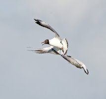 309A3032-DxO_Black_Headed_Gulls_fighting.jpg