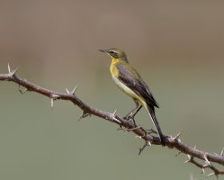 YellowWagtail_915A9640-DxO_Mysore.jpg